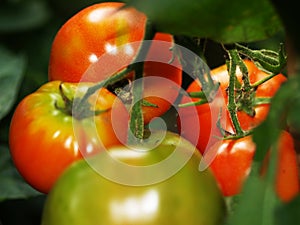 A bunch of tomatoes on the plant