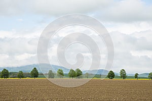 Bunch of trees in the green field with overcast sky