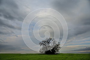 Bunch of trees in the green field with overcast sky