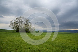 Bunch of trees in the green field with overcast sky