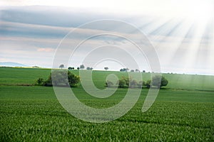 Bunch of trees in the green field with overcast sky