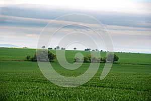 Bunch of trees in the green field with overcast sky