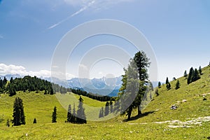 Bunch of trees in summer mountains