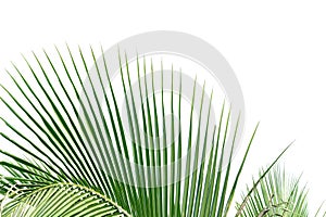 A bunch of tropical coconut leaves