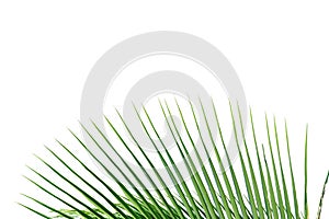 A bunch of tropical coconut leaves on white isolated background for green foliage backdrop