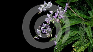 Bunch of tropical rainforest purple orchid flowers with green le