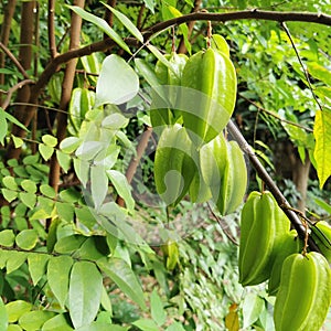 A bunch of tropical star fruits carambola hanging from a branch of their tree