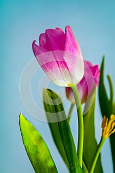 Bunch of tulip flowers