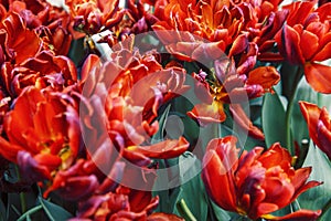 Bunch of tulip flowers close up for background, flowerbed untypical macro, many petails bright colored