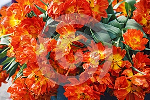 Bunch of tulip flowers close up for background, flowerbed untypical macro, many petails bright colored