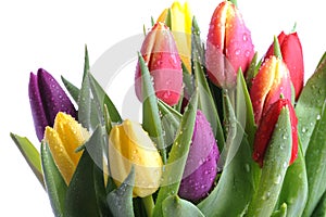 Bunch of tulips