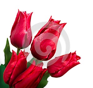 Bunch of tulips on white background