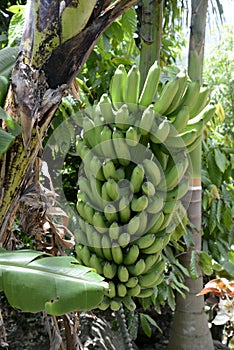 Bunch of unripe bananas on a plant