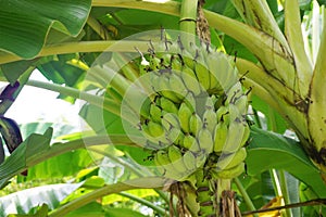 Bunch of Unripe Bananas still on the Banana Tree