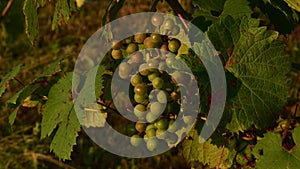 Bunch of unripe grape in golden sunlight at vineyard
