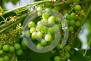 A bunch of unripe green grapes ripening on a branch of grapes, a vine of grapes with green berries
