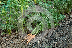 a bunch of unripe small freshly dug carrots with tops on a garden bed