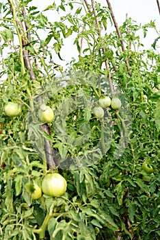 Bunch of unripe tomato plant