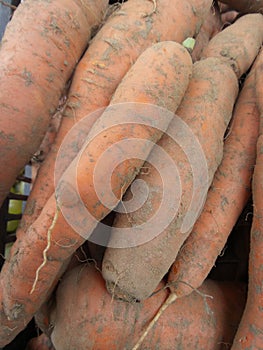 A bunch of unwashed carrots in a plastic crate