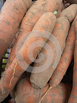 A bunch of unwashed carrots in a plastic crate photo
