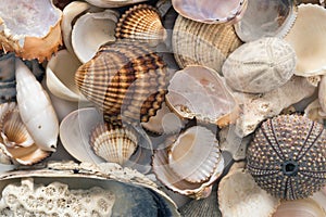 Bunch of of various sea animals urcihn, snail, sand dollar, shell, crab, coral