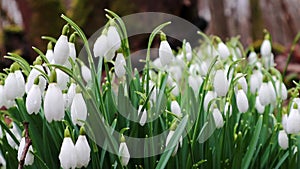 Bunch of vernal snowdrops galanthus nivalis. First spring flowers blooming in the forest