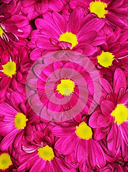 Bunch of Vibrant colour flowers chrysanthemum for background