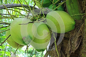 Bunch of Vibrant Green Young Coconut Fruits on the Tree