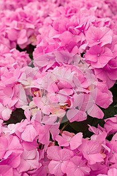 Bunch of vibrant pink blooming Hydrangea flowers. Red hydrangea flowers in a city park. Close-up of a spherical inflorescence of