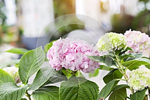 Bunch of vibrant pink blooming Hydrangea flowers. Red hydrangea flowers in a city park. Close-up of a spherical inflorescence of