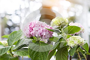 Bunch of vibrant pink blooming Hydrangea flowers. Red hydrangea flowers in a city park. Close-up of a spherical inflorescence of