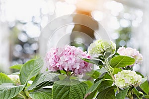 Bunch of vibrant pink blooming Hydrangea flowers. Red hydrangea flowers in a city park. Close-up of a spherical inflorescence of