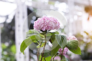 Bunch of vibrant pink blooming Hydrangea flowers. Red hydrangea flowers in a city park. Close-up of a spherical inflorescence of