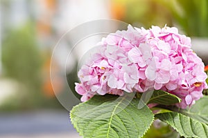 Bunch of vibrant pink blooming Hydrangea flowers. Red hydrangea flowers in a city park. Close-up of a spherical inflorescence of