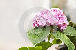 Bunch of vibrant pink blooming Hydrangea flowers. Red hydrangea flowers in a city park. Close-up of a spherical inflorescence of