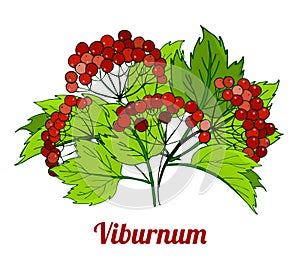 bunch of viburnum branches. medicinal plant