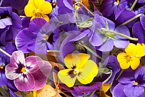 Bunch of violet eatable flowers