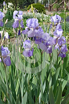 Bunch of violet flowers of Iris germanica in May