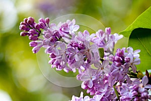 Bunch of violet fragrant pink lilac
