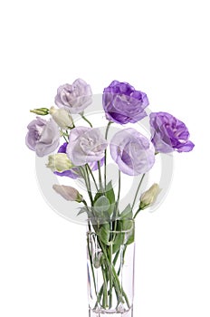 Bunch of violet and white eustoma flowers in glass vase on white