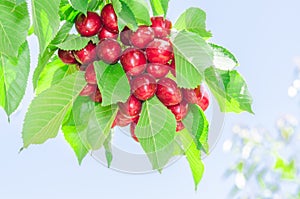Bunch of vivid red ripe cherry berries on summer sunlit tree bra