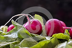 Bunch of washed radishes laying on a bed of leave on a kitchen counter