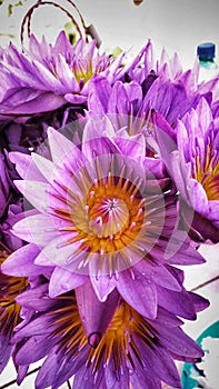 Bunch of Water lillies - flowers