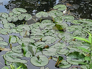 Bunch of water lilys in bally park schoenenwerd