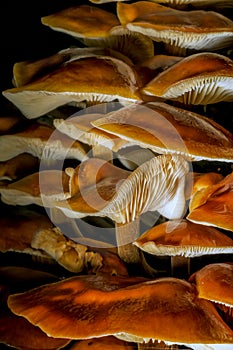 Bunch of Wet Tree Mushrooms