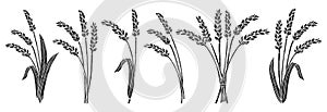 Bunch wheat ear engraving set cereals bundle ripe spike wheat agricultural flour farm print stencil