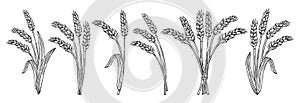 Bunch wheat ear sketch set cereals bundle ripe spike wheat agricultural flour farm production bread