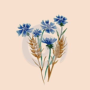 Bunch of wheat ears and blue cornflowers isolated on white
