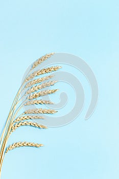 Bunch of wheat ears close up on blue sky colored paper background