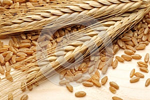 Bunch of wheat ears with wheat grains